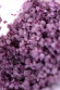 Соль для ванны Bath Salts Aphrodisia с цветочным ароматом - 75 гр. Соль для ванны Bath Salts Aphrodisia с цветочным ароматом - 75 гр.